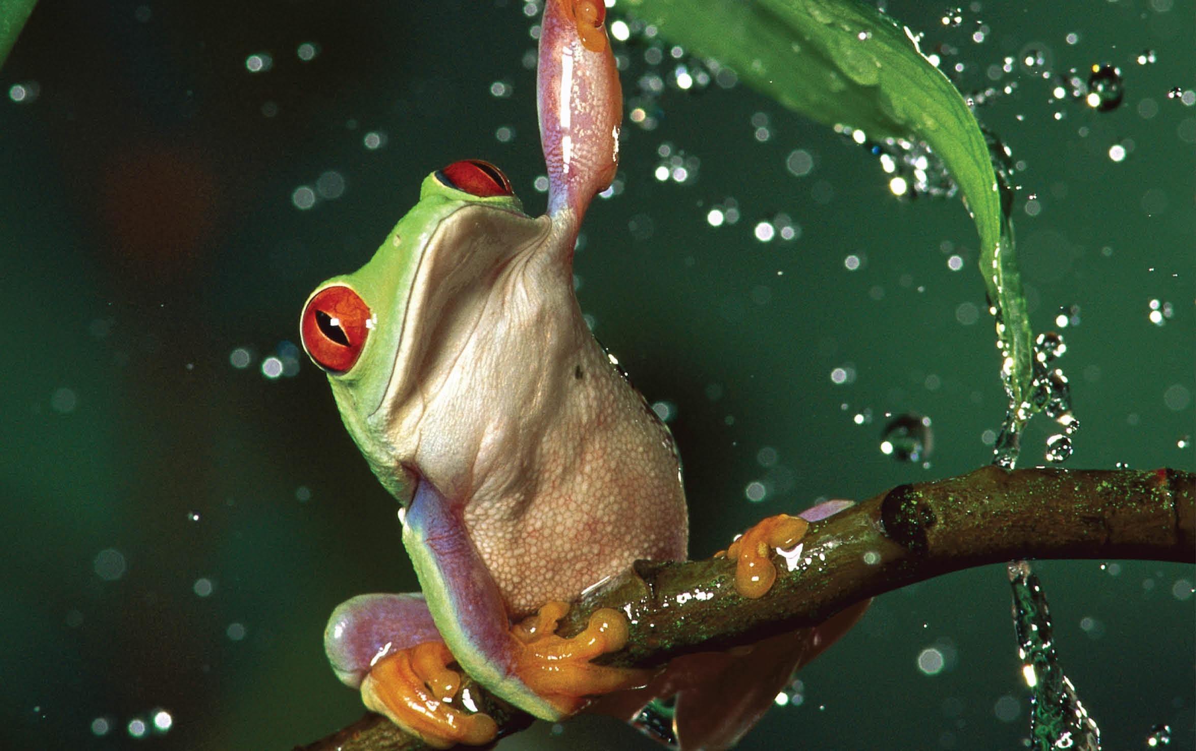 Red-eyed Tree Frog (Agalychnis callidryas) in rain, native to Central and South America