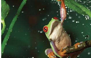 Red-eyed Tree Frog (Agalychnis callidryas) in rain, native to Central and South America