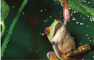 Red-eyed Tree Frog (Agalychnis callidryas) in rain, native to Central and South America