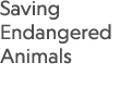 Saving Endangered Animals 
