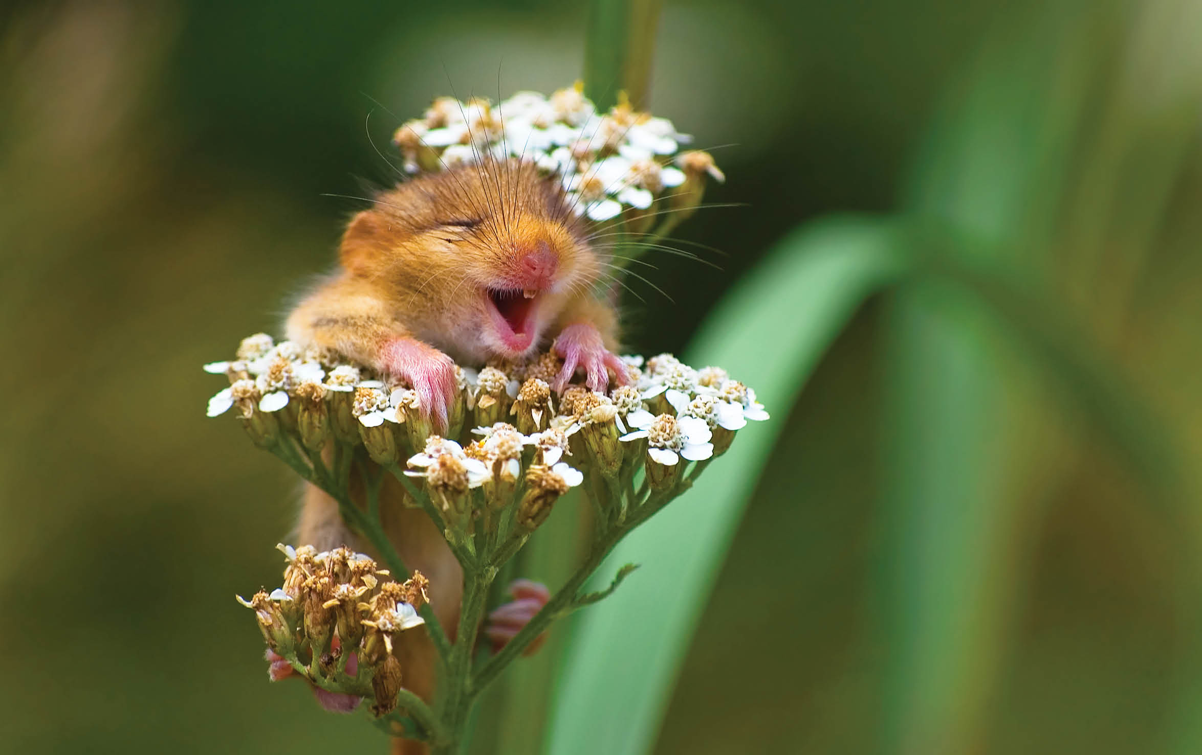 The Comedy Wildlife Photography Awards 2017 Andrea Zampatti Monticelli Brusati Italy  Title: The laughing dormouse Caption: A baby dormouse seem laughing on a yarrow flower Description: I was hiking on a mountain close to my hometown when I heard a strange squeaking from the woods and   I found this cute baby dormouse on the top of a yarrow flower  I took just one shot and   amazed, I saw this picture on the monitor of my camera  Animal: Dormouse (Muscardinus avellanarius) Location of shot: Italy