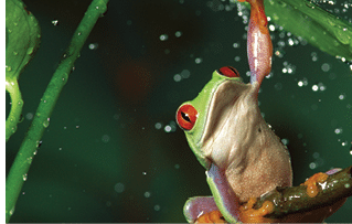 Red-eyed Tree Frog (Agalychnis callidryas) in rain, native to Central and South America