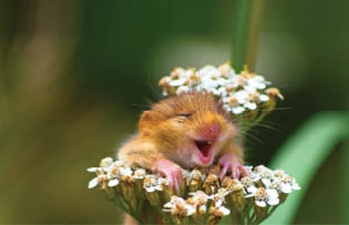 The Comedy Wildlife Photography Awards 2017 Andrea Zampatti Monticelli Brusati Italy  Title: The laughing dormouse Caption: A baby dormouse seem laughing on a yarrow flower Description: I was hiking on a mountain close to my hometown when I heard a strange squeaking from the woods and   I found this cute baby dormouse on the top of a yarrow flower  I took just one shot and   amazed, I saw this picture on the monitor of my camera  Animal: Dormouse (Muscardinus avellanarius) Location of shot: Italy