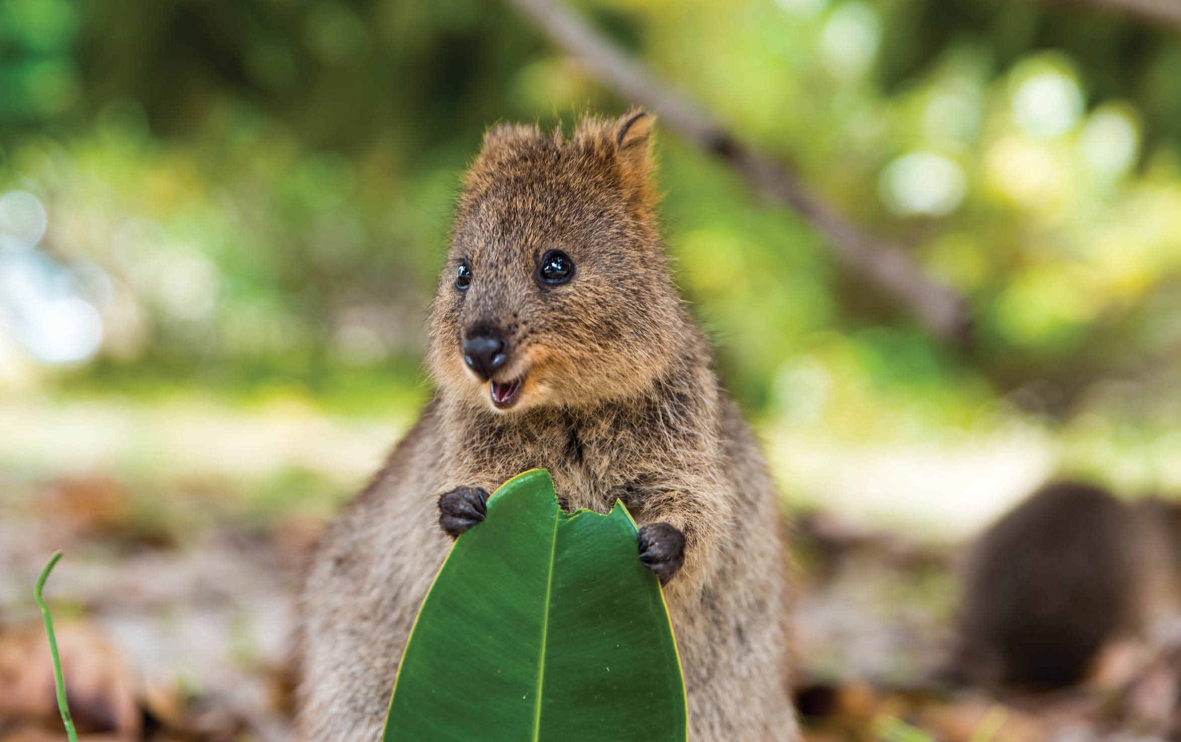 Baby quokka eating ficus leaf  Rottnest Island, Western Australia  Quokka - the happiest animal on Earth