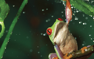 Red-eyed Tree Frog (Agalychnis callidryas) in rain, native to Central and South America