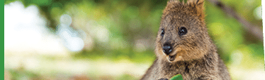 Baby quokka eating ficus leaf  Rottnest Island, Western Australia  Quokka - the happiest animal on Earth