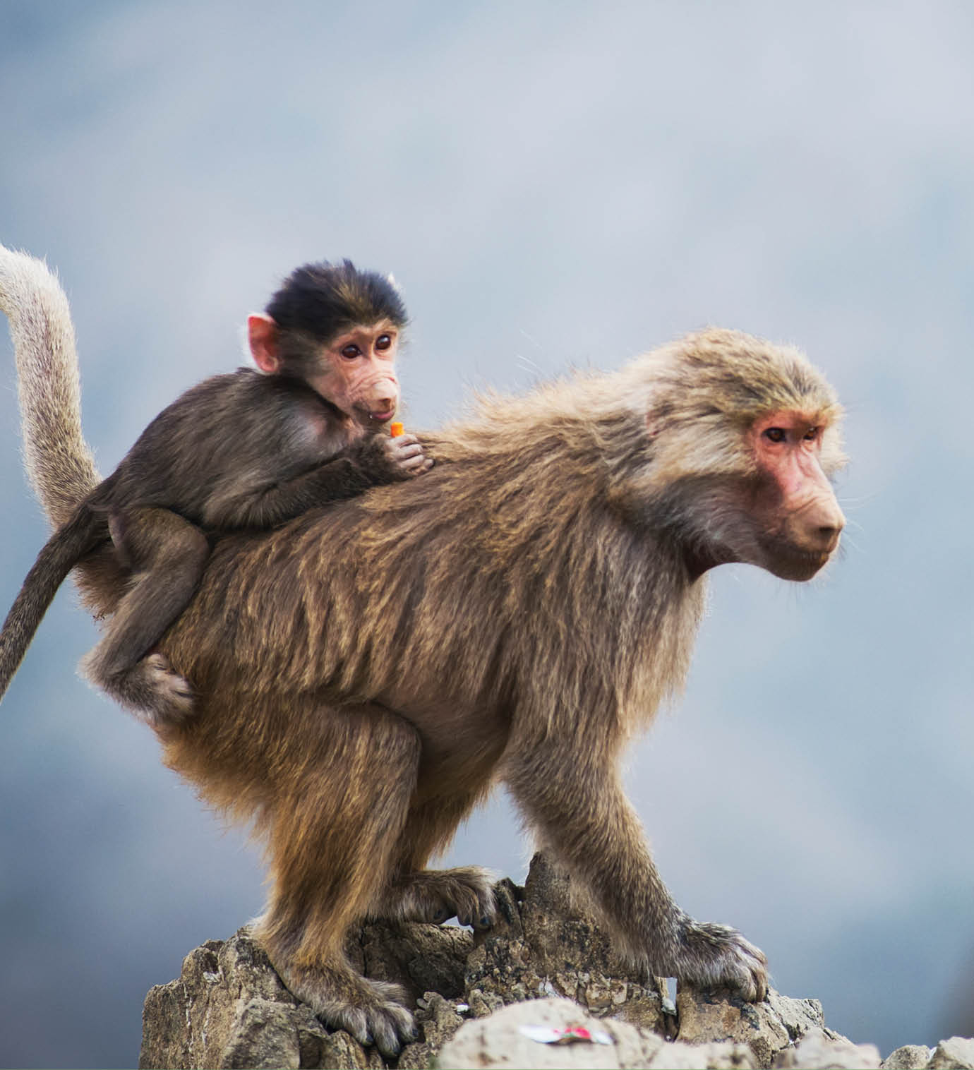 Mountain monkeys; Taif, Saudi Arabia